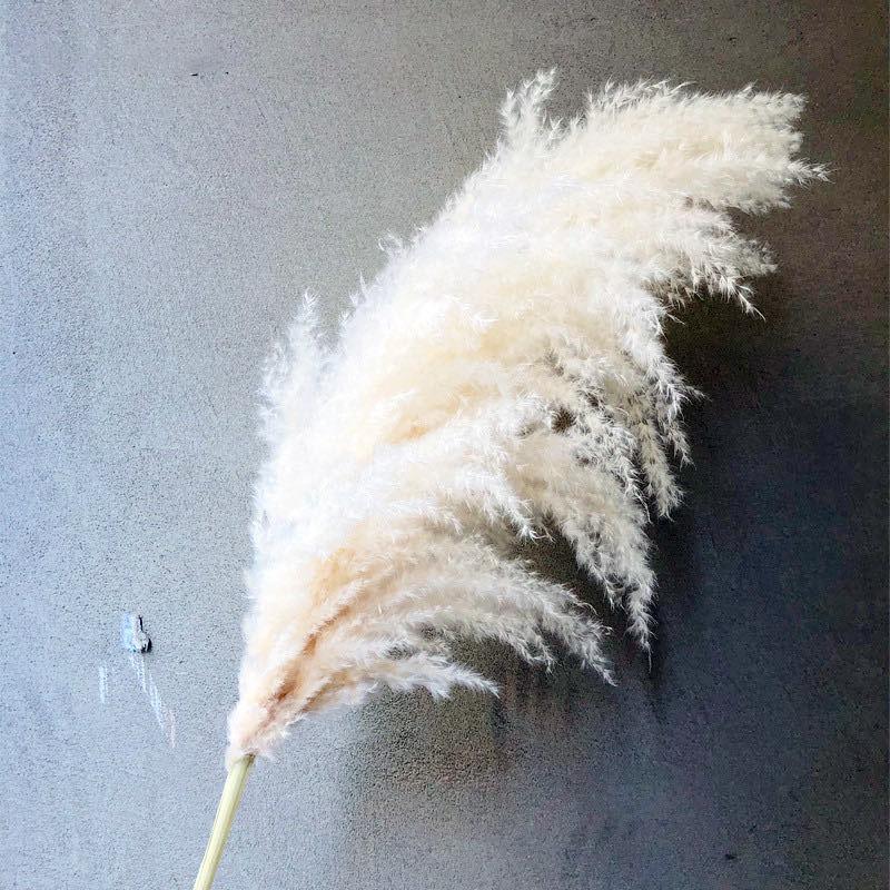 2021 60-80CM White Natural Reed Dried Flower Big Pampas Grass Bouquet Wedding Flower Ceremony Decoration Modern Home Decoration