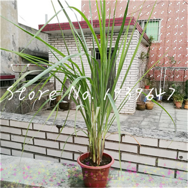 100 pcs seeds Lemon grass Herb Cymbopogon Flexuosus bonsai Fresh Rich Aroma Garden Decoration Natural Growth Variety of Colors Aerobic Potted The Budding Rate 95%
100 pcs seeds Lemon grass Herb Cymbopogon Flexuosus bonsai Fresh Rich Aroma Garden Decoration Natural Growth Variety of Colors Aerobic Potted The Budding Rate 95%