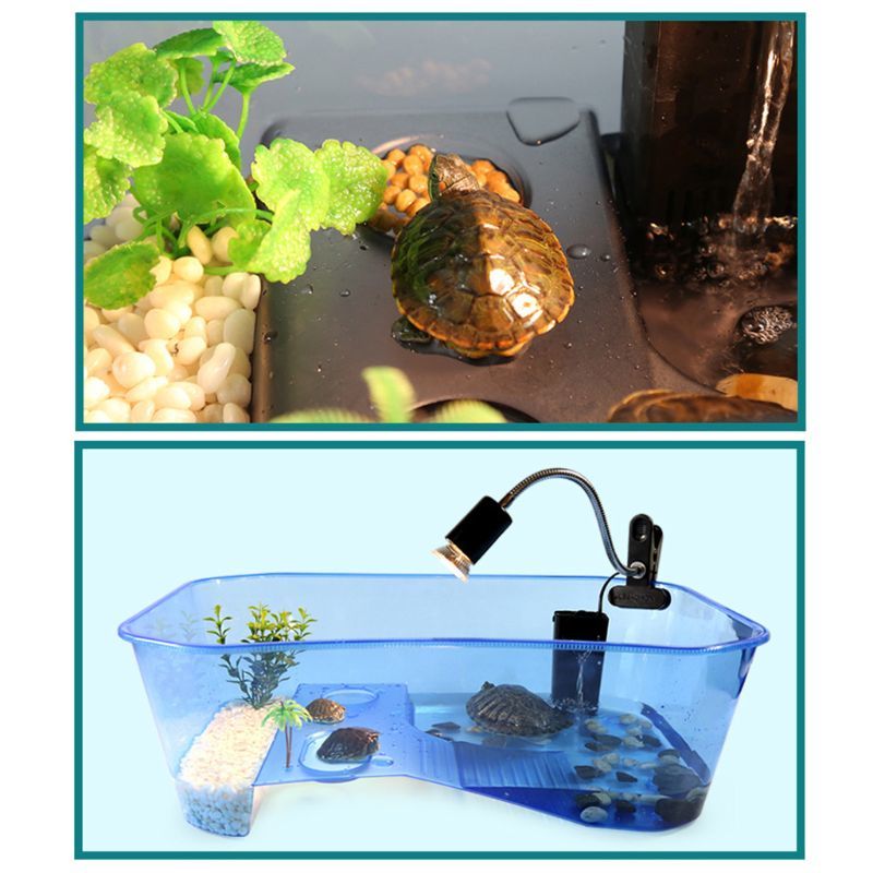 Reptile Vivarium Box Shield Path With Coasts Ramp Tank Breeding Food Tool