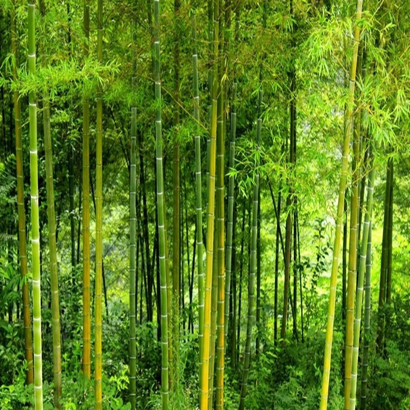 Custom High Quality Bamboo Self Adhesive Wallpaper Living Room TV Sofa Backdrop Mural 3D Nature Landscape Decor Waterproof