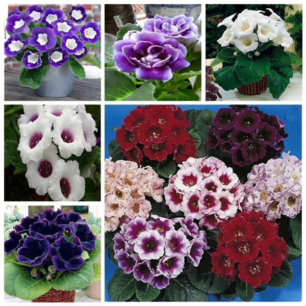 Garden Decorations 500pcs Gloxinia Flower Seeds for Bonsai Plants All for a summer residence Variety of Colors Fast Growing Planting Season Decorative Landscaping
Garden Decorations 500pcs Gloxinia Flower Seeds for Bonsai Plants All for a summer residence Variety of Colors Fast Growing Planting Season Decorative Landscaping