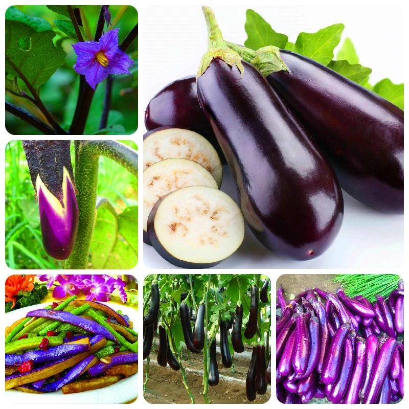 100Pcs Organic Vegetable Basil Color Eggplant Seeds Nutrition Palnts Planter Farm Bonsai Sweet Fruit Vegetables Tool Craft Tools
100Pcs Organic Vegetable Basil Color Eggplant Seeds Nutrition Palnts Planter Farm Bonsai Sweet Fruit Vegetables Tool Craft Tools