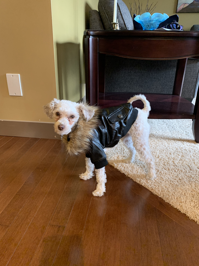free shipping Designer Warm Coats Leather Waterproof Winter Clothes Dog Apparel for Small Medium Dogs Soft Puppy ets Flight Suit Worn in Cold Weather 