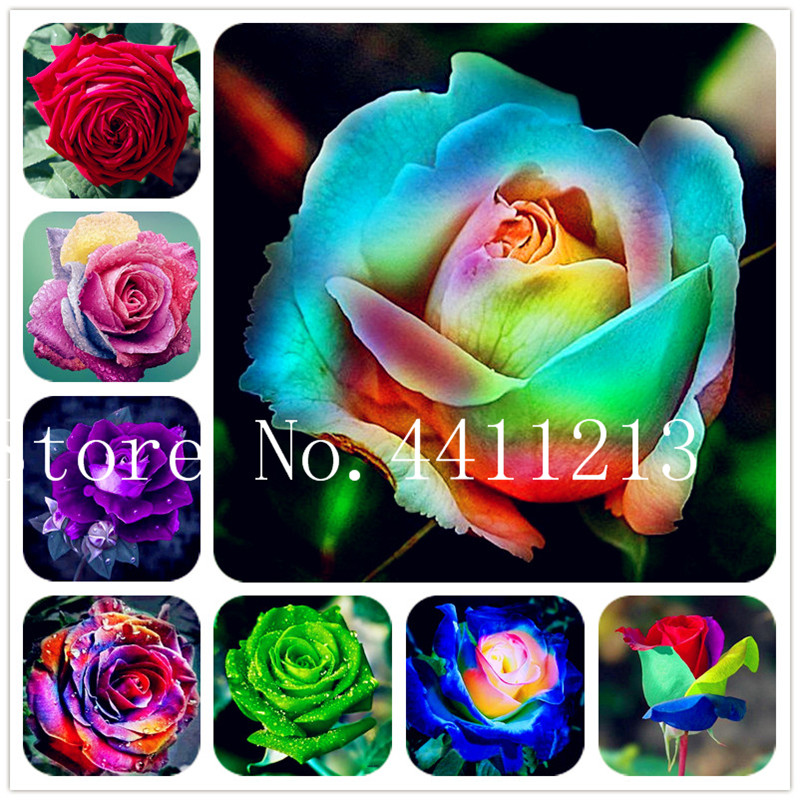 100 pcs Rare Color Rose Bonsai Plant Rainbow Black Blue Home Garden Perennial Flower Exotic Fast Growing Planting Season Purify The Air Absorb Harmful Gases
100 pcs Rare Color Rose Bonsai Plant Rainbow Black Blue Home Garden Perennial Flower Exotic Fast Growing Planting Season Purify The Air Absorb Harmful Gases