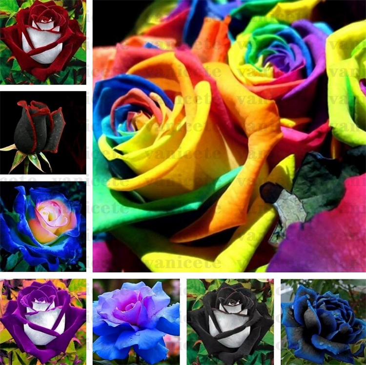 Garden Supplies Black Rose Seeds with red edge, rare color popular garden flower Seed Perennial Bush or Bonsai Flower for home garde ZC142
Garden Supplies Black Rose Seeds with red edge, rare color popular garden flower Seed Perennial Bush or Bonsai Flower for home garde ZC142
