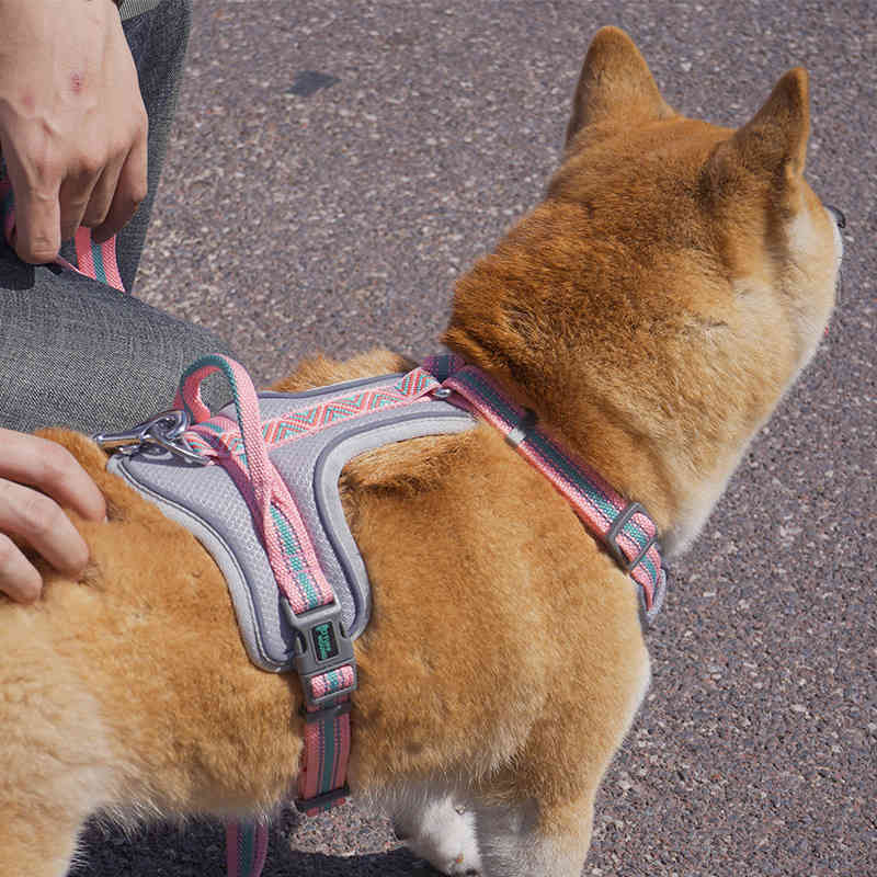 Dog's Harness Pet Chest Strap Outdoor Walking Reflective Adjustable Mesh Dog Chest Vest Printed French Bulldog Puppy Harness