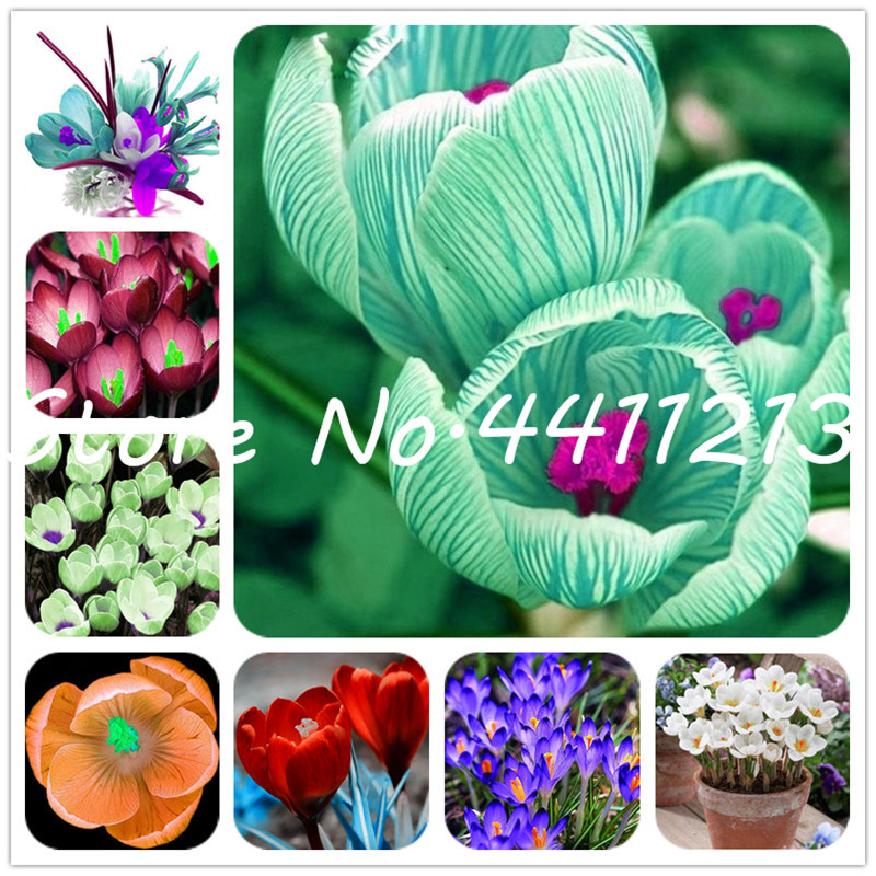 100 pcs Many varieties Bonsai Saffron Flower plants Crocus bonsai plant for home and garden Decor Fast Growing Planting Season Purify The Air Absorb Harmful Gases
100 pcs Many varieties Bonsai Saffron Flower plants Crocus bonsai plant for home and garden Decor Fast Growing Planting Season Purify The Air Absorb Harmful Gases