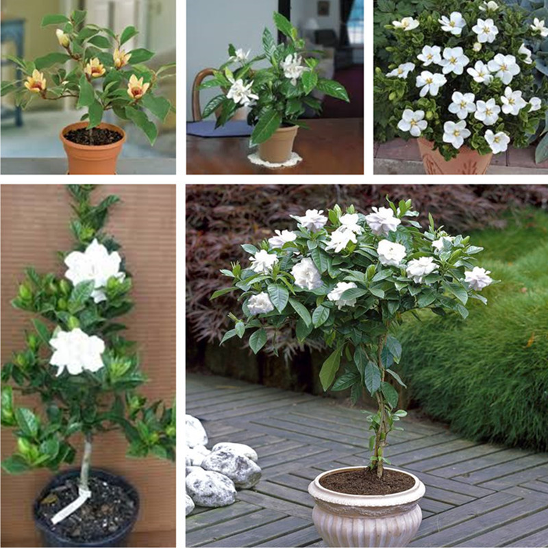 10pcs Jasmine Flower Seeds for Patio Lawn Garden Supplies Bonsai Plants Organic Non-GMO Purify The Air Natural Growth The Germination Rate 95% Radiation Protection
10pcs Jasmine Flower Seeds for Patio Lawn Garden Supplies Bonsai Plants Organic Non-GMO Purify The Air Natural Growth The Germination Rate 95% Radiation Protection