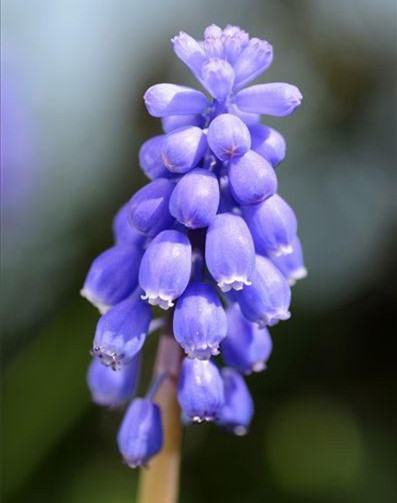 Garden Decorations 500pcs Hyacinth Flower Flower Seeds for Bonsai Plants Purify The Air Absorb Harmful Gases Germination Rate 95% Natural Gr
Garden Decorations 500pcs Hyacinth Flower Flower Seeds for Bonsai Plants Purify The Air Absorb Harmful Gases Germination Rate 95% Natural Gr