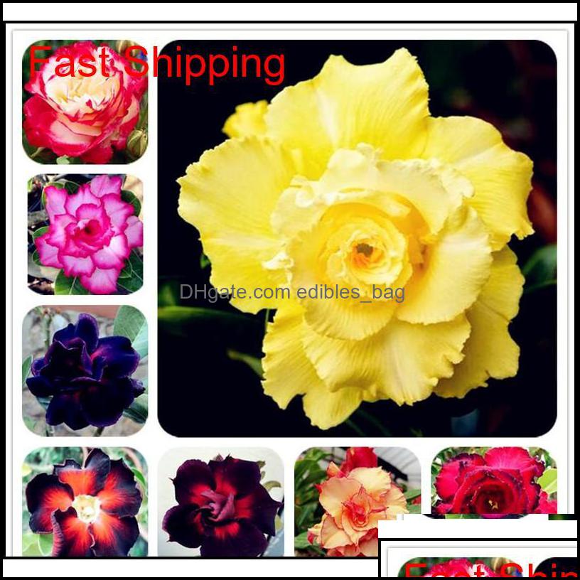 Other Supplies Patio, Lawn Garden & Garden Selling Bonsai Adenium Obesum Balcony Flowers 2 Pcs Rainbow Desert Rose Seeds For Home G Qylxxj B
Other Supplies Patio, Lawn Garden & Garden Selling Bonsai Adenium Obesum Balcony Flowers 2 Pcs Rainbow Desert Rose Seeds For Home G Qylxxj B