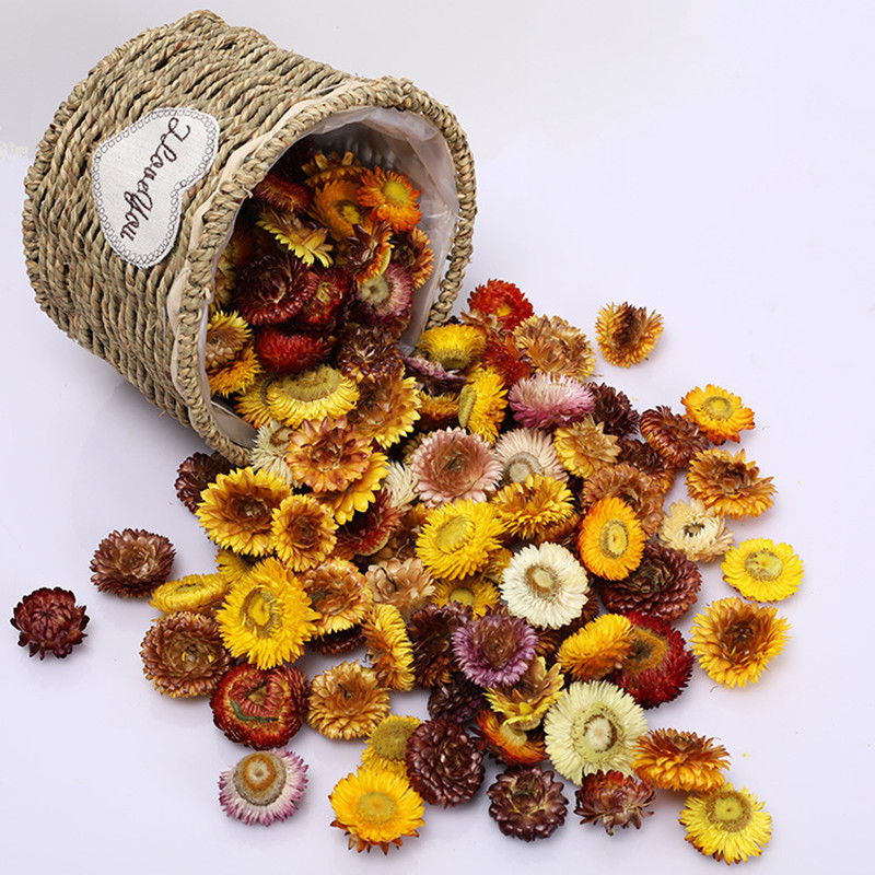 100pcs Real Daisy Chrysanthemum Preserved Flower Dried Specimen Diy Bookmark Candle Card A Level Home Decor Natural Gerbera Head 210317, 100pcs many colors
100pcs Real Daisy Chrysanthemum Preserved Flower Dried Specimen Diy Bookmark Candle Card A Level Home Decor Natural Gerbera Head 210317, 100pcs many colors
