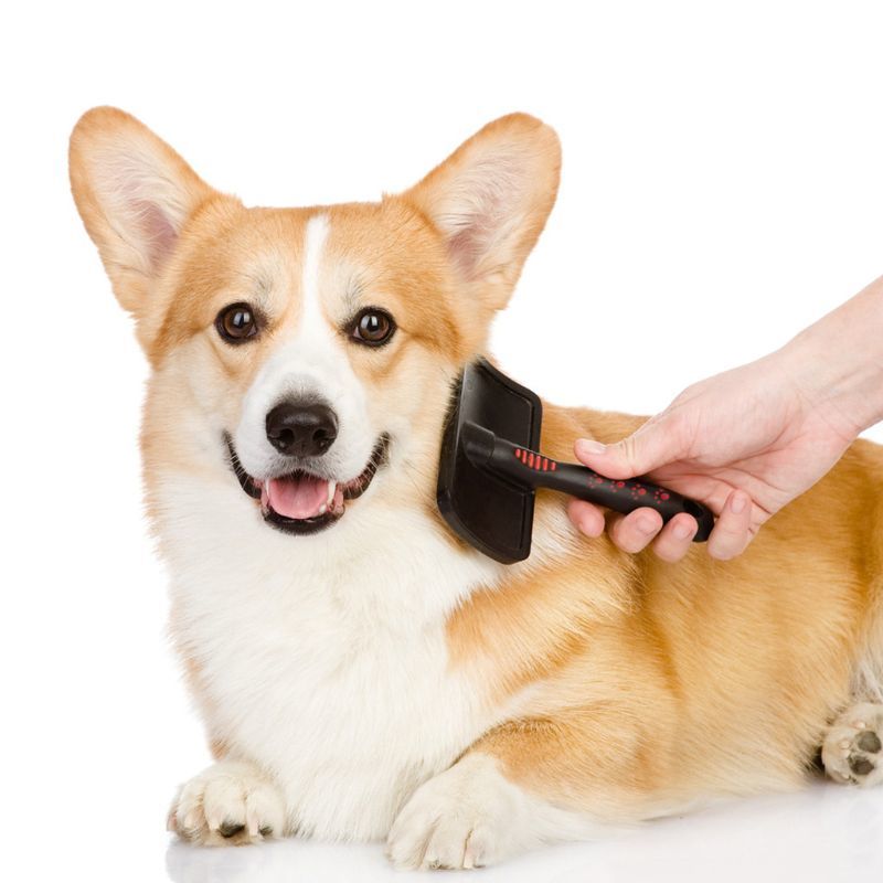 Pet Grooming Kam Forgetting Her Remove Brush Geled Dog Cat Supplies Protector