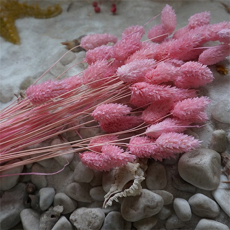 Dried Natural Flower Bouquets Colorful Lagurus Ovatus Bouquets Uraria Picta Rabbit Tail Grass Bouquets Bunches 315 R2
Dried Natural Flower Bouquets Colorful Lagurus Ovatus Bouquets Uraria Picta Rabbit Tail Grass Bouquets Bunches 315 R2