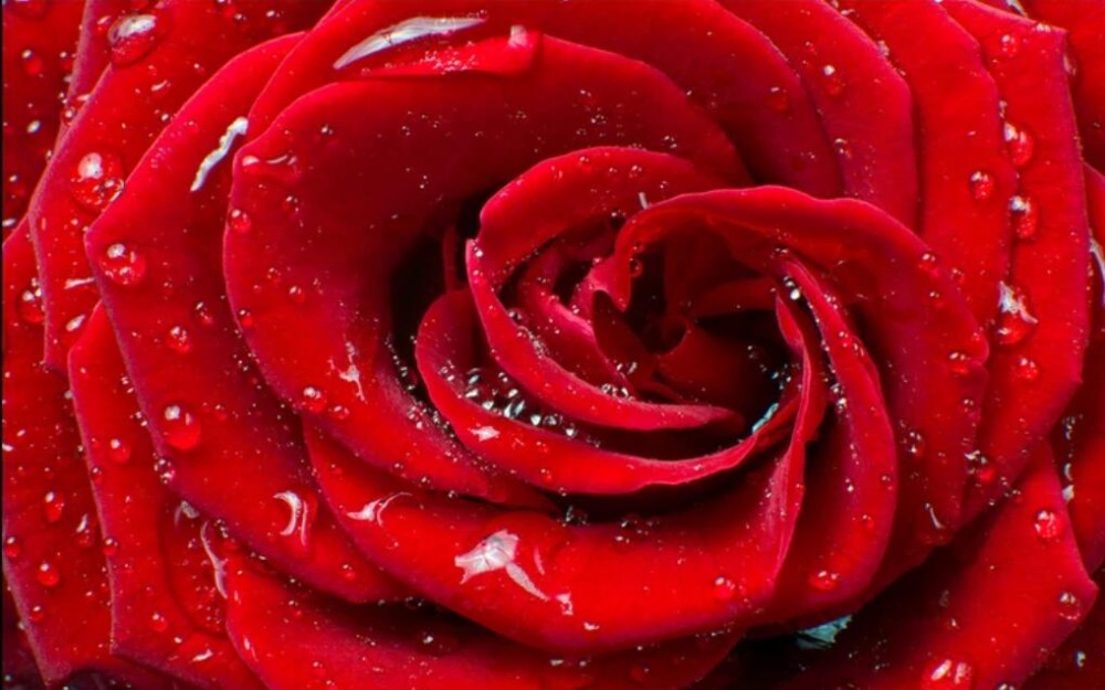 Custom Large Photo Wallpaper Mural 3d Modern Simple Drops Red Rose Fashion TV Background Wall paper papel de parede 3d
Custom Large Photo Wallpaper Mural 3d Modern Simple Drops Red Rose Fashion TV Background Wall paper papel de parede 3d