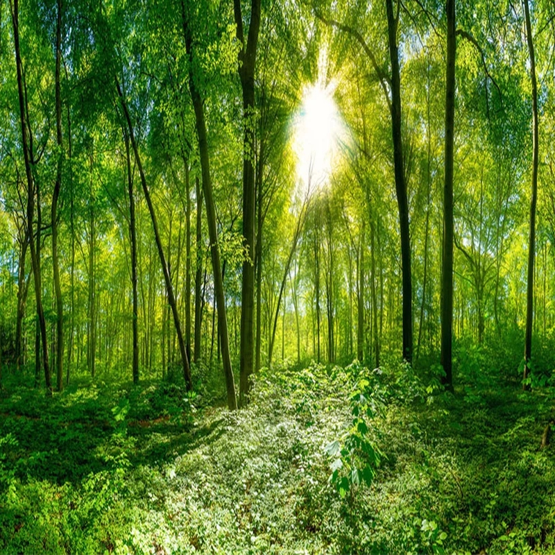 Custom Wallpapers 3D Stereo Green Forest Tree Sunshine Photo Wall Living Room Bedroom Classic Home Decor Murals new arrive
