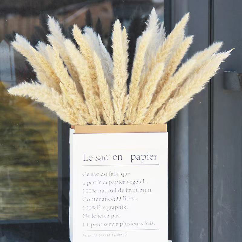 50Pcs Dried Small Pampas Grass reeds Flowers Pantas Artificial Para Decoracion Real Plants Home Decor Wedding Decoration, Natural
50Pcs Dried Small Pampas Grass reeds Flowers Pantas Artificial Para Decoracion Real Plants Home Decor Wedding Decoration, Natural