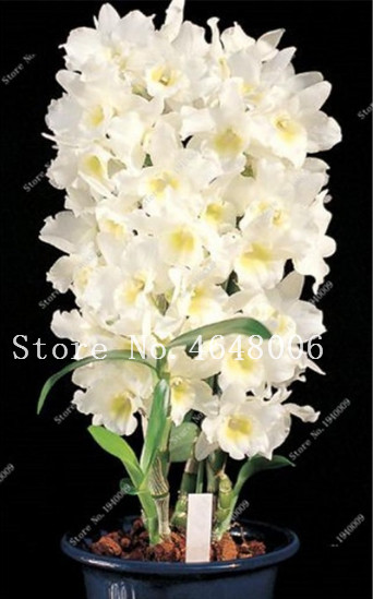 100pcs seeds Dendrobium Bonsai Flower Plants Rare Orchid Bonsai Tree Potted Flower For Home Garden Natural Growth Variety of Colors Aerobic Potted Fresh Showy
100pcs seeds Dendrobium Bonsai Flower Plants Rare Orchid Bonsai Tree Potted Flower For Home Garden Natural Growth Variety of Colors Aerobic Potted Fresh Showy
