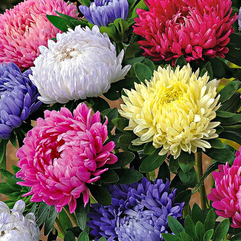 100pcs seeds / bag Rare Bonsai Plants Indoor Flower Aster Chrysanthemum Chinese Mixed Color Bonsai for Home Garden Decor The Germination Rate 95% Aerobic Potted
100pcs seeds / bag Rare Bonsai Plants Indoor Flower Aster Chrysanthemum Chinese Mixed Color Bonsai for Home Garden Decor The Germination Rate 95% Aerobic Potted