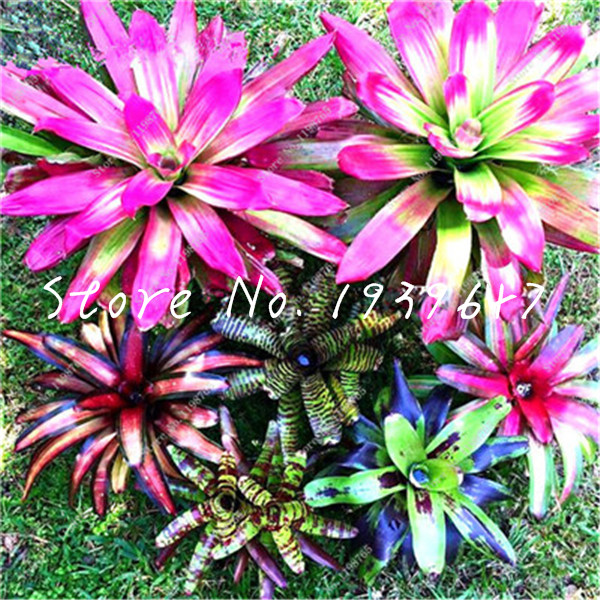 100 Pcs seeds Bromeliad Tillandsia Bonsai Succulent Fresh Air Plant Lazy Plants Home Garden Very Easy Growing Natural Growth Variety of Colors Aerobic Potted
100 Pcs seeds Bromeliad Tillandsia Bonsai Succulent Fresh Air Plant Lazy Plants Home Garden Very Easy Growing Natural Growth Variety of Colors Aerobic Potted