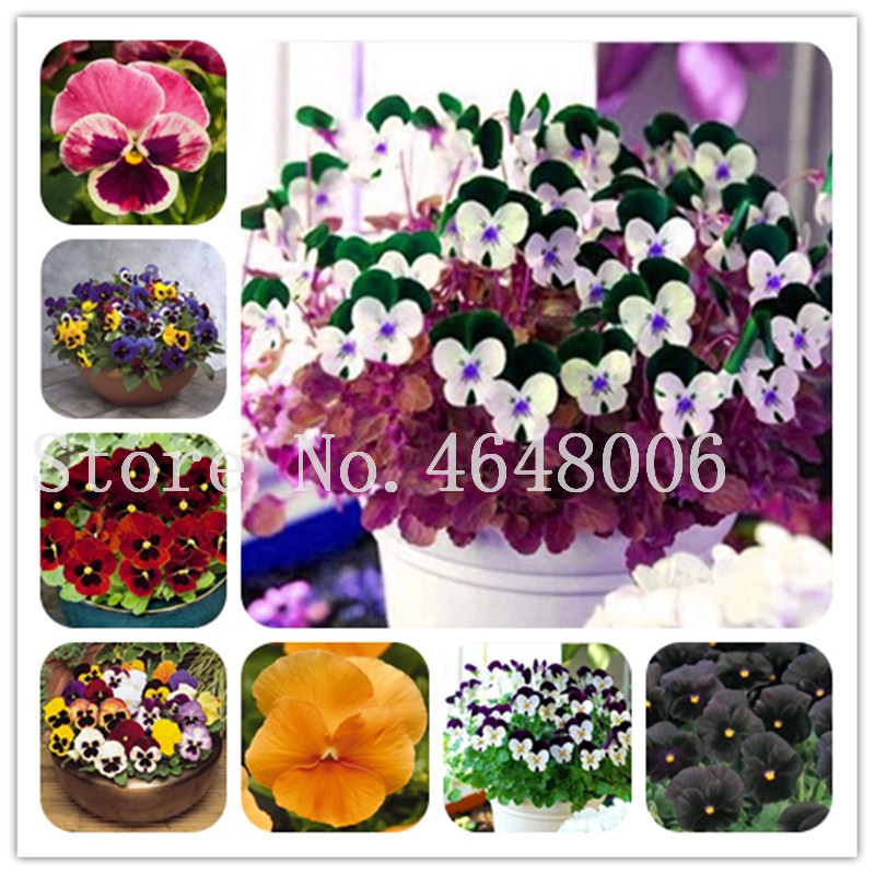 Garden Plant 50 Pcs seeds Mixed Pansy Bonsai Flowers Colourful Pansy Bright & Beautiful Color Wavy Viola Tricolor Natural Growth Variety of Colors Aerobic Potted
Garden Plant 50 Pcs seeds Mixed Pansy Bonsai Flowers Colourful Pansy Bright & Beautiful Color Wavy Viola Tricolor Natural Growth Variety of Colors Aerobic Potted