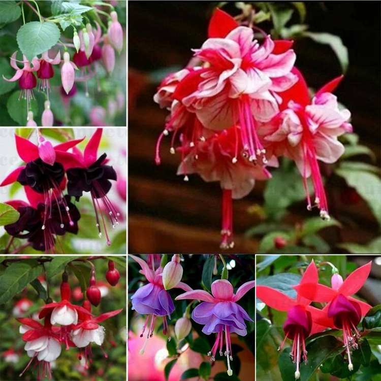 Garden Supplies 200pcs /lot multiple color Fuchsia Chlorophytum lantern seeds Bonsai Lantern Flowers Home indoor plant seed for Patio ZC140
Garden Supplies 200pcs /lot multiple color Fuchsia Chlorophytum lantern seeds Bonsai Lantern Flowers Home indoor plant seed for Patio ZC140
