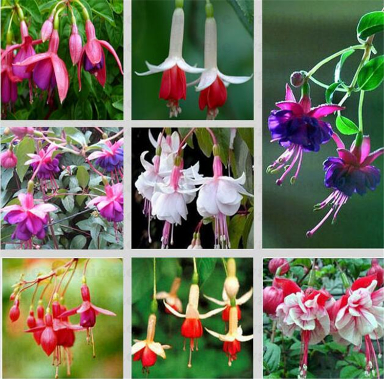Garden Supplies 200pcs /lot multiple color Fuchsia Chlorophytum lantern seeds Bonsai Lantern Flowers Home indoor plant seed for Patio ZC140
Garden Supplies 200pcs /lot multiple color Fuchsia Chlorophytum lantern seeds Bonsai Lantern Flowers Home indoor plant seed for Patio ZC140