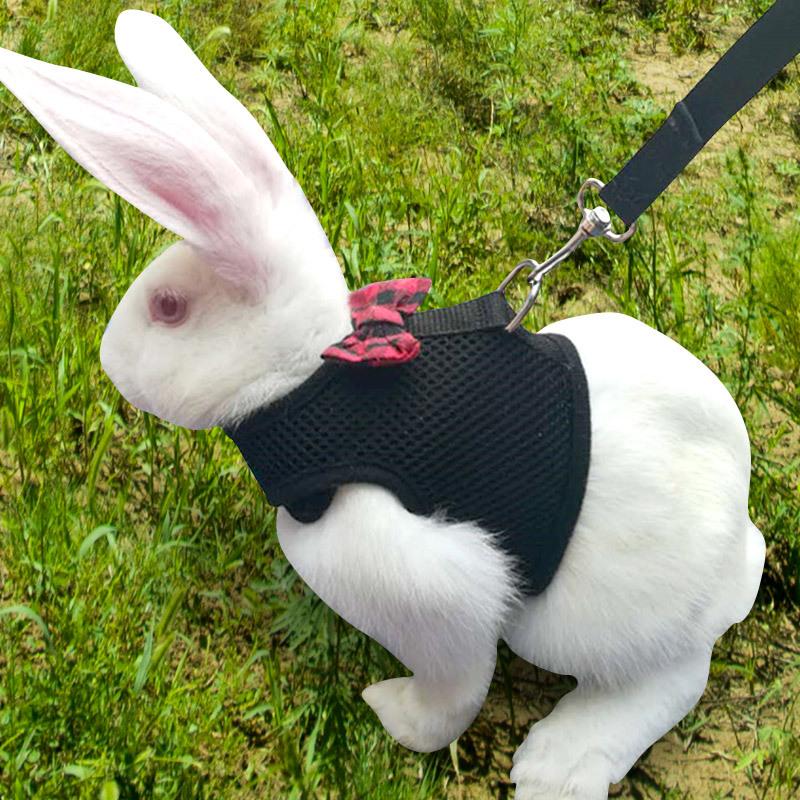 Sneak Slip Artifact Traction Rope Pet Chains Vest Type Free Proof Clothes Straps Dog Collars & Leashes
Sneak Slip Artifact Traction Rope Pet Chains Vest Type Free Proof Clothes Straps Dog Collars & Leashes