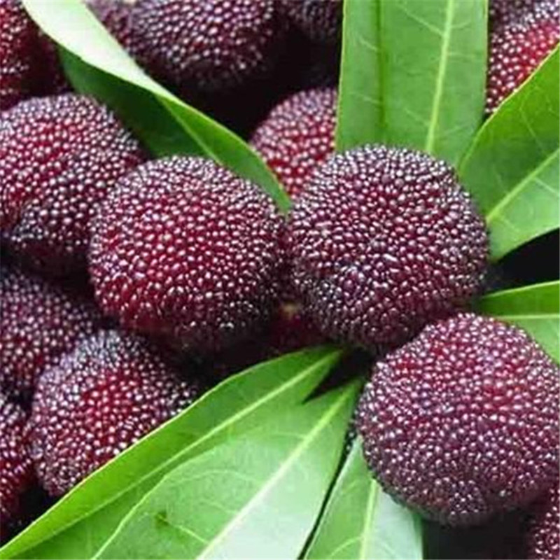 10 Pcs Arbutus Fruit Myrica Rubra Bonsai Red Bayberry Perennial Flower Garden Sweet Fruit Tree Plant Germination Rate of 95%
10 Pcs Arbutus Fruit Myrica Rubra Bonsai Red Bayberry Perennial Flower Garden Sweet Fruit Tree Plant Germination Rate of 95%