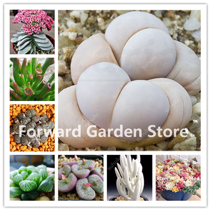 100pcs seeds Rare Cactus Plants Japanese Succulents Plants Flower Sementes Bonsai Indoor Plants Flowers Pots Decorative Landscaping Aerobic Potted Fresh Showy
100pcs seeds Rare Cactus Plants Japanese Succulents Plants Flower Sementes Bonsai Indoor Plants Flowers Pots Decorative Landscaping Aerobic Potted Fresh Showy