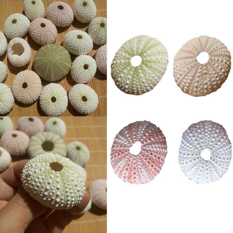 Decorations Natural Sea Urchin Shell Conch Tillandsia Potted Plant Home Decoration Diy Aquarium Wedding Dish Tank Decor
Decorations Natural Sea Urchin Shell Conch Tillandsia Potted Plant Home Decoration Diy Aquarium Wedding Dish Tank Decor
