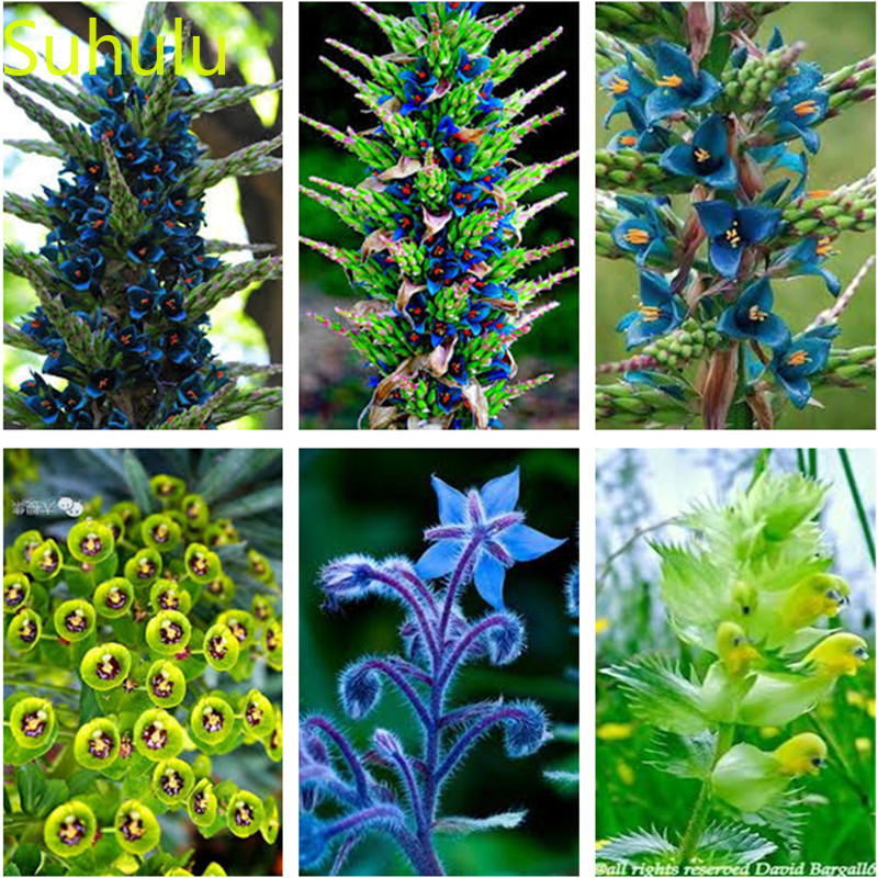 New Variety 100pcs cymbidium Seeds Garden Indoor Flowers Balcony & Courtyard Purifying Air Bonsai Plant DIY Gardening Rare Flower
New Variety 100pcs cymbidium Seeds Garden Indoor Flowers Balcony & Courtyard Purifying Air Bonsai Plant DIY Gardening Rare Flower