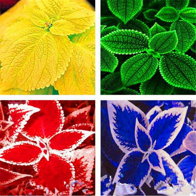 100pcs Coleus Grass Flower Seeds for Patio Lawn Garden Supplies Bonsai Plants The Germination Rate 95% Decorative Landscaping Natural Growth Variety of Colors
100pcs Coleus Grass Flower Seeds for Patio Lawn Garden Supplies Bonsai Plants The Germination Rate 95% Decorative Landscaping Natural Growth Variety of Colors