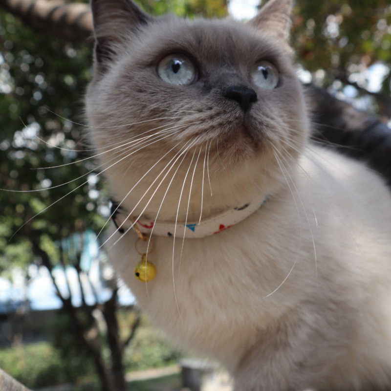 8 Colors Fashion urious Cat Dog Collar Breakaway with Bell Adjustable Safety Kitty Kitten Set Small Designer Dogs Pet Collars Party Vacation Pink