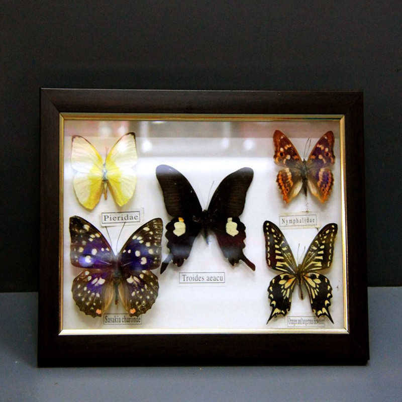 1 set of 5 Butterfly Real Specimen butterfly specimen photo frame craft /Butterfly Specimen Artwork Material Decor X0710
1 set of 5 Butterfly Real Specimen butterfly specimen photo frame craft /Butterfly Specimen Artwork Material Decor X0710