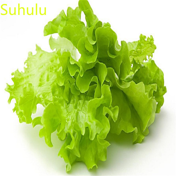 500pcs lettuce Vegetable Seeds Garden Indoor Flowers Balcony & Courtyard Bonsai Plant High Quality Beautifying And Air Purification
500pcs lettuce Vegetable Seeds Garden Indoor Flowers Balcony & Courtyard Bonsai Plant High Quality Beautifying And Air Purification