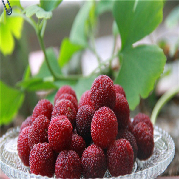 10pcs Bayberry Flower Seeds for Patio Lawn Garden Supplies Bonsai Plants Organic Delicious Tasty Non-GMO Delicious Tasty Natural Growth The Germination Rate 95%
10pcs Bayberry Flower Seeds for Patio Lawn Garden Supplies Bonsai Plants Organic Delicious Tasty Non-GMO Delicious Tasty Natural Growth The Germination Rate 95%