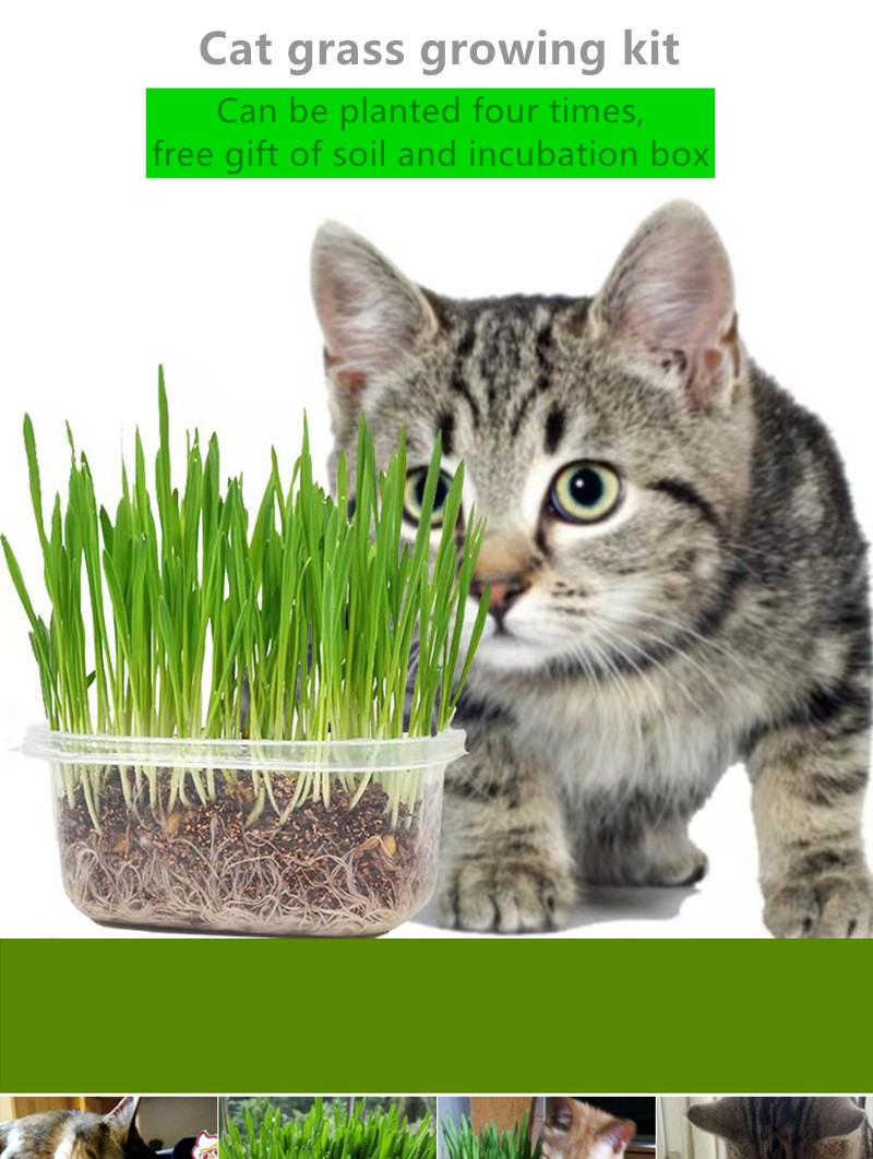 Cat Grass Cultivation Kit Snack Nursery Pots Planting Box Children's DIY Sprouts Planters
Cat Grass Cultivation Kit Snack Nursery Pots Planting Box Children's DIY Sprouts Planters