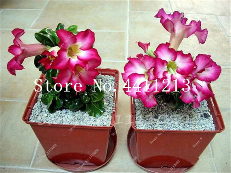 2 Pcs Mini Desert Rose Bonsai Adenium Obesum Flower Bonsai Balcony Flower For Home DIY Garden Planting Purify The Air Natural Growth Variety of Colors Showy
2 Pcs Mini Desert Rose Bonsai Adenium Obesum Flower Bonsai Balcony Flower For Home DIY Garden Planting Purify The Air Natural Growth Variety of Colors Showy