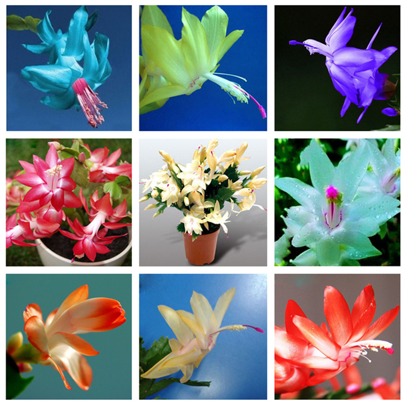 200pcs Schlumbergera Zygocactus Truncatus Flower Seeds for Patio Lawn Garden Supplies Bonsai Plants Natural Growth Variety of Colors Decorative Landscaping
200pcs Schlumbergera Zygocactus Truncatus Flower Seeds for Patio Lawn Garden Supplies Bonsai Plants Natural Growth Variety of Colors Decorative Landscaping