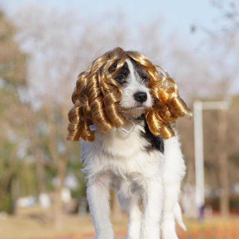 Cat Costumes Golden Curls Pet Dog Wig Costume Black Mane Cap Hat Accessories Long Hair Cosplay Clown Headgea
Cat Costumes Golden Curls Pet Dog Wig Costume Black Mane Cap Hat Accessories Long Hair Cosplay Clown Headgea