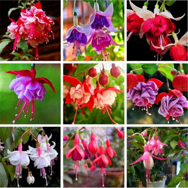 Garden Supplies 200 pcs /lot multiple color Fuchsia Chlorophytum lanterns seeds Bonsai Lantern Flowers For Home indoor plant seed Patio ZC140
Garden Supplies 200 pcs /lot multiple color Fuchsia Chlorophytum lanterns seeds Bonsai Lantern Flowers For Home indoor plant seed Patio ZC140