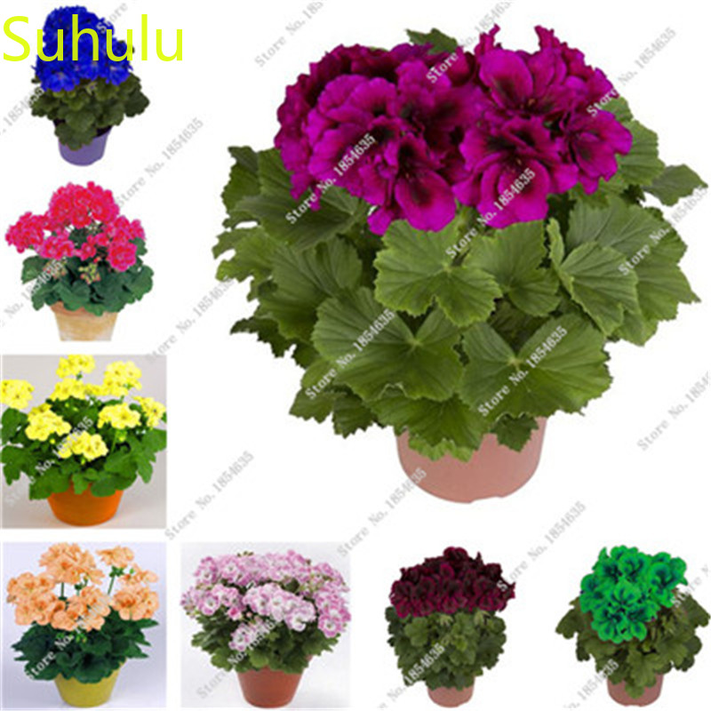 100pcs Geranium Seeds / Pack New Arrive Flower Bonsai Plant Fragrant and Pretty for Courtyard ,Patio, Lawn & Garden
100pcs Geranium Seeds / Pack New Arrive Flower Bonsai Plant Fragrant and Pretty for Courtyard ,Patio, Lawn & Garden