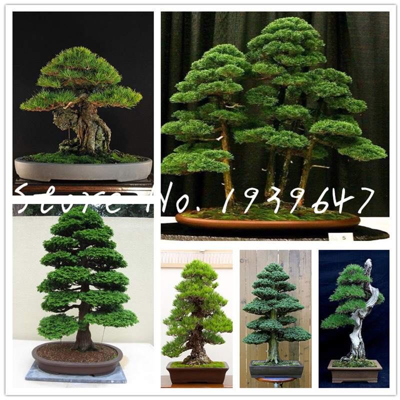 50 pcs seeds Japanese black pine natural indoor bonsai tree wooden perennial evergreen plants for home garden decoration Natural Growth Variety of Colors
50 pcs seeds Japanese black pine natural indoor bonsai tree wooden perennial evergreen plants for home garden decoration Natural Growth Variety of Colors