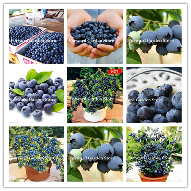 Blueberry Bonsai 100 Pcs seeds Sweet Fruit Tree Highbush Blueberries Diy Countyard Berry Plant For Home & Garden Easy To Grow Decorative Landscaping Aerobic Potted
Blueberry Bonsai 100 Pcs seeds Sweet Fruit Tree Highbush Blueberries Diy Countyard Berry Plant For Home & Garden Easy To Grow Decorative Landscaping Aerobic Potted
