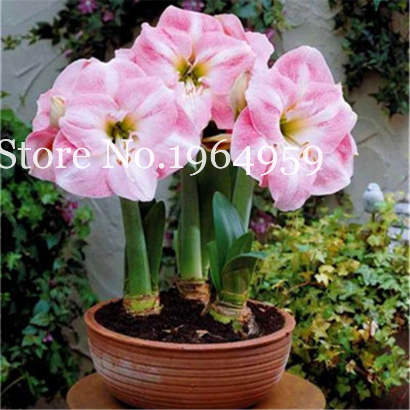 100 Pcs seeds Mixed Amaryllis Bonsai, Not Bulbs, Balcony Garden Lily Plant Bonsai Flower Pots For Home Indoor Plant Flowers Decorative Landscaping Aerobic Potted
100 Pcs seeds Mixed Amaryllis Bonsai, Not Bulbs, Balcony Garden Lily Plant Bonsai Flower Pots For Home Indoor Plant Flowers Decorative Landscaping Aerobic Potted