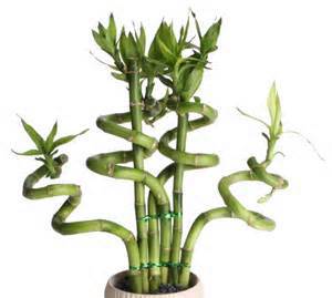 20 pcs / bag,Lucky Bamboo seeds, potted balcony, planting is simple, budding rate of 95%, radiation absorption, mixed colors
20 pcs / bag,Lucky Bamboo seeds, potted balcony, planting is simple, budding rate of 95%, radiation absorption, mixed colors