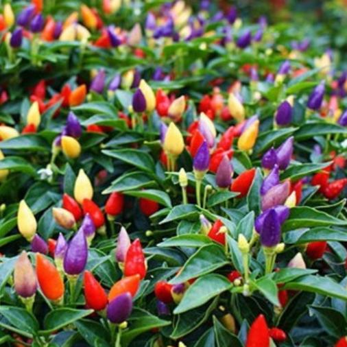 New Rare 50pcs Colorful Ornamental Hot Editable Tasty Pepper Seeds For Sale free shipping
New Rare 50pcs Colorful Ornamental Hot Editable Tasty Pepper Seeds For Sale free shipping