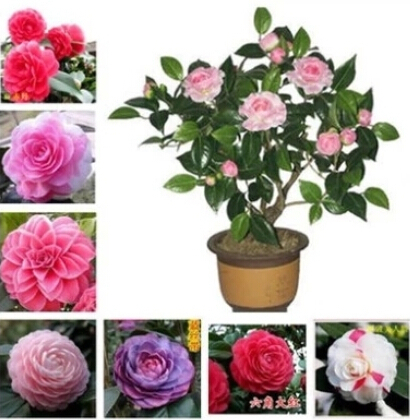 50 pcs / bag, Camellia seeds,Camellia japonica,potted plants, planting seasons, flowering plants
50 pcs / bag, Camellia seeds,Camellia japonica,potted plants, planting seasons, flowering plants