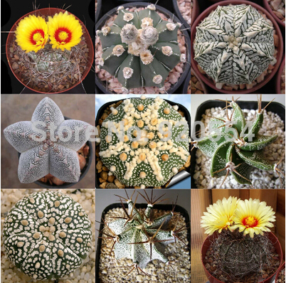 Hot selling 20pcs mixed cactus (Astrophytum) plants succulents plants seeds DIY home garden free shipping
Hot selling 20pcs mixed cactus (Astrophytum) plants succulents plants seeds DIY home garden free shipping