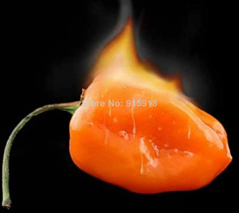 Vegetable seeds Habanero Orange Chilli Pepper Plant - 100 pcs Seeds- Extremely Hot !
Vegetable seeds Habanero Orange Chilli Pepper Plant - 100 pcs Seeds- Extremely Hot !